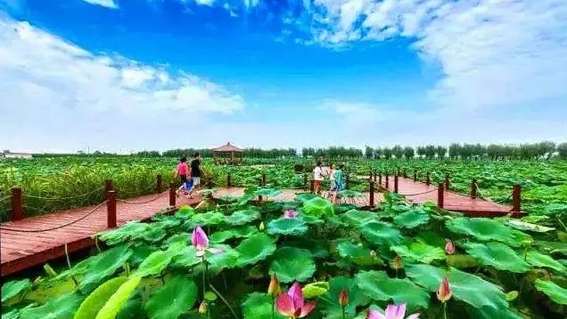 有机蔬菜VS绿色蔬菜：性价比背后的真相
