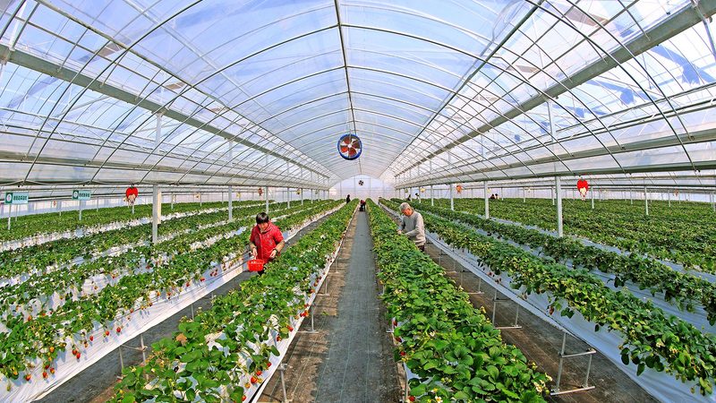 绿色食品标志使用规范：违规处罚与合规要点