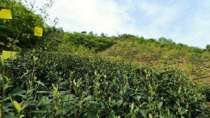 设施农业设备：如何选择性价比高的方案