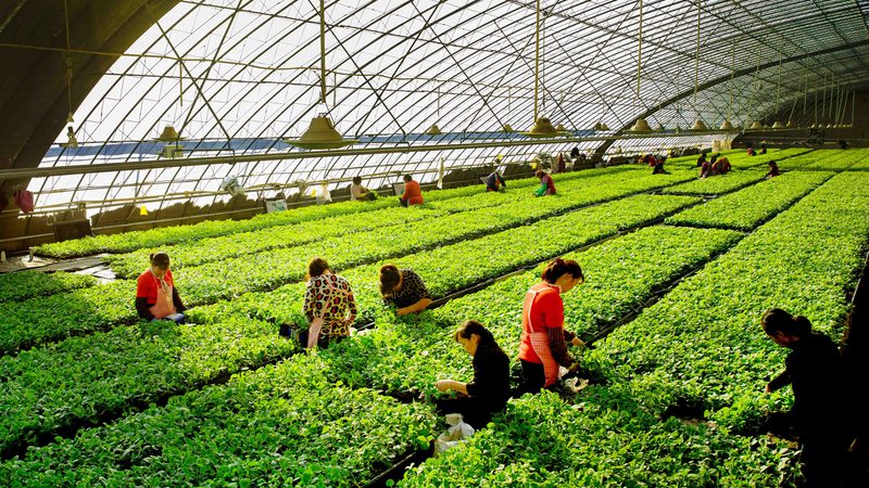 水果种植企业哪家好？揭秘优质企业的关键指标