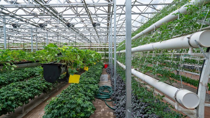 高原种植大棚哪家好？揭秘高效种植的秘密
