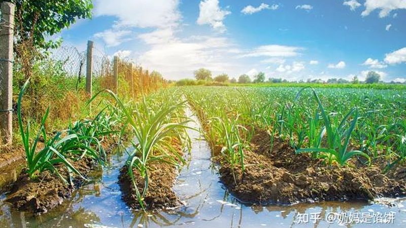 生态农庄策划书：从纸上蓝图到落地运营的关键一环